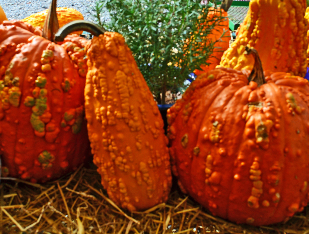 pumpkins 4 inches