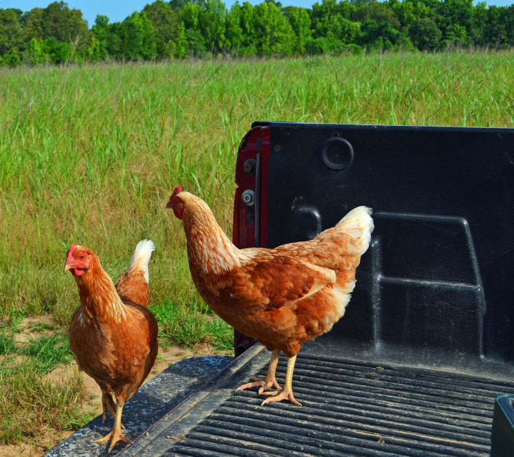 4.chickens on truck