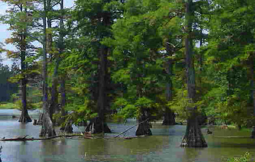 1.deltaswamp
