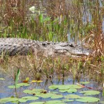 Spring in the Okefenokee Swamp by Mary Prater