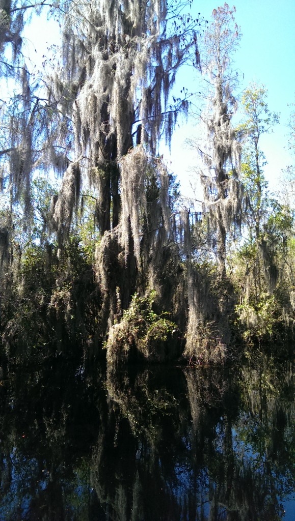 Spring in the Okefenokee Swamp by Mary Prater – PORCHSCENE: Exploring