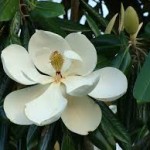 A Reflection From A Mississippi Magnolia by Patricia Neely-Dorsey