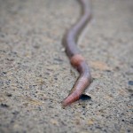 Help Save the Earthworms! by Mollie Smith Waters